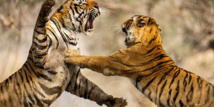 ताडोबात पर्यटकांनी अनुभवला थरार तारू आणि शंभू आपसांत भिडले, एकमेकांना केलं रक्तबंबाळ