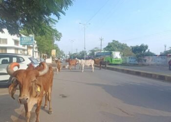 सोलापूर स्मार्ट शहरांमध्ये मोकाट जनावरांचा वावर वाढत असून रस्त्याच्या मधोमध जनावरांनी ठिय्या मारल्याचे दिसून येत