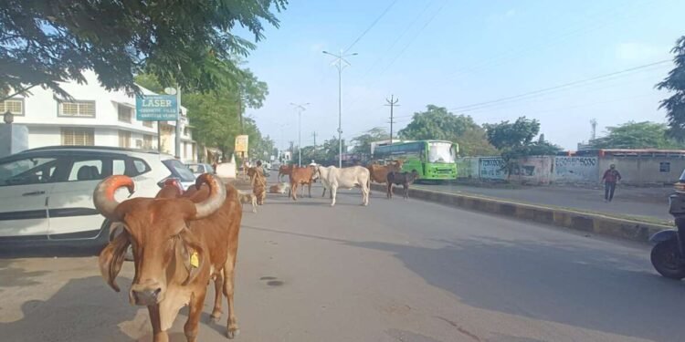 सोलापूर स्मार्ट शहरांमध्ये मोकाट जनावरांचा वावर वाढत असून रस्त्याच्या मधोमध जनावरांनी ठिय्या मारल्याचे दिसून येत