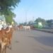 सोलापूर स्मार्ट शहरांमध्ये मोकाट जनावरांचा वावर वाढत असून रस्त्याच्या मधोमध जनावरांनी ठिय्या मारल्याचे दिसून येत