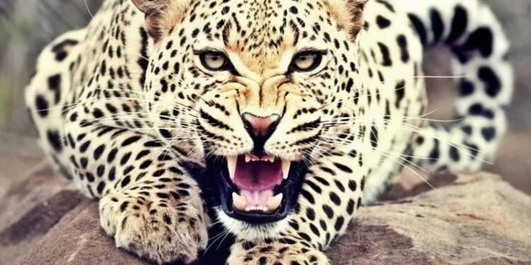 दोन बिबट्यांकडून नऊ शेळ्यांचा फडशा; तासभर चालला थरार…