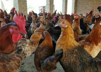 मित्राचा सल्ला फायद्याचा ठरला, तरुण महिन्याला कमवतोय लाखोंचा नफा….