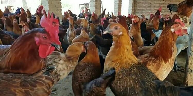 मित्राचा सल्ला फायद्याचा ठरला, तरुण महिन्याला कमवतोय लाखोंचा नफा….