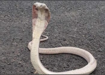 नाशकात आढळला पांढऱ्या तोंडाचा कोब्रा; सर्प अभ्यासकांना वेगळीच शंका