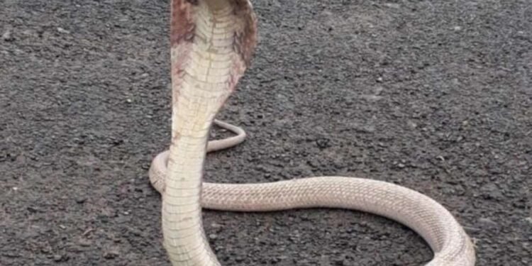 नाशकात आढळला पांढऱ्या तोंडाचा कोब्रा; सर्प अभ्यासकांना वेगळीच शंका