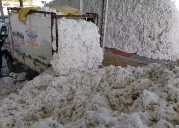 विदर्भाच्या कापूस पंढरीत पांढऱ्या सोन्याला दर किती मिळला? सोयाबीन दरात घसरण,साठा कधीपर्यंत करणार,शेतकरी चिंतेत