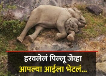 हरवलेलं हत्तीचं पिल्लू पुन्हा आईला भेटलं, ड्रोनने घेतला कळपाचा शोध