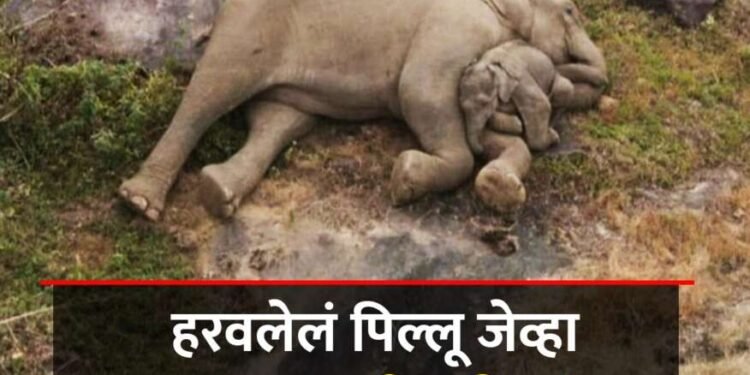 हरवलेलं हत्तीचं पिल्लू पुन्हा आईला भेटलं, ड्रोनने घेतला कळपाचा शोध