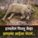 हरवलेलं हत्तीचं पिल्लू पुन्हा आईला भेटलं, ड्रोनने घेतला कळपाचा शोध