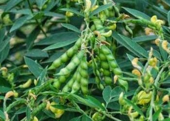 अखेर तुरीच्या दरानं १० हजारांचा टप्पा ओलांडला, शेतकऱ्यांना मोठा दिलासा