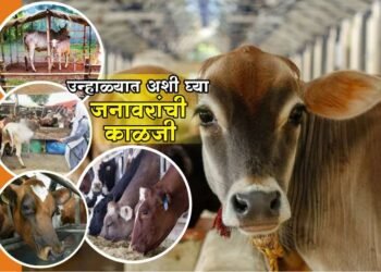 उन्हाळ्यात अशी घ्या जनावरांची काळजी! अन्यथा होऊ शकतो उष्माघात