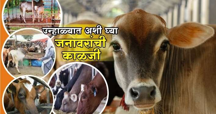 उन्हाळ्यात अशी घ्या जनावरांची काळजी! अन्यथा होऊ शकतो उष्माघात