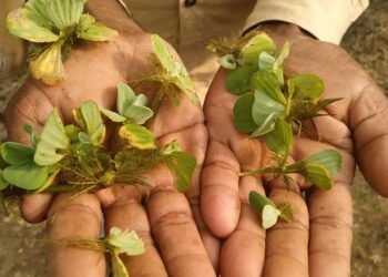 जलपर्णीचा खात्मा करण्याकरता ‘नवा प्रयोग’
