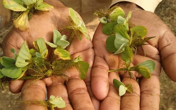 जलपर्णीचा खात्मा करण्याकरता ‘नवा प्रयोग’