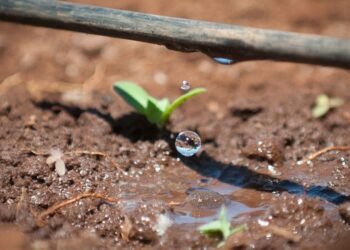 सोलापूर – टंचाई काळात ठिबक सिंचनला ब्रेक