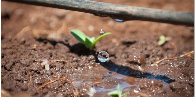 सोलापूर – टंचाई काळात ठिबक सिंचनला ब्रेक