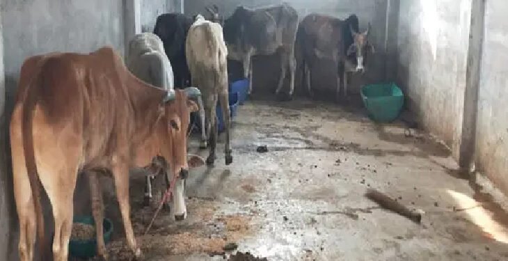 सोलापुरातील शास्त्रीनगर येथे कत्तलखान्यावर छापा.