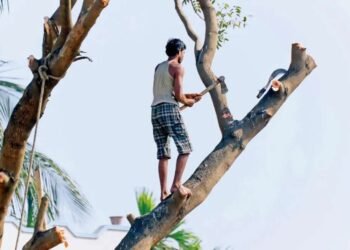 होळीसाठी झाडे तोडल्यास एक लाखाचा दंड