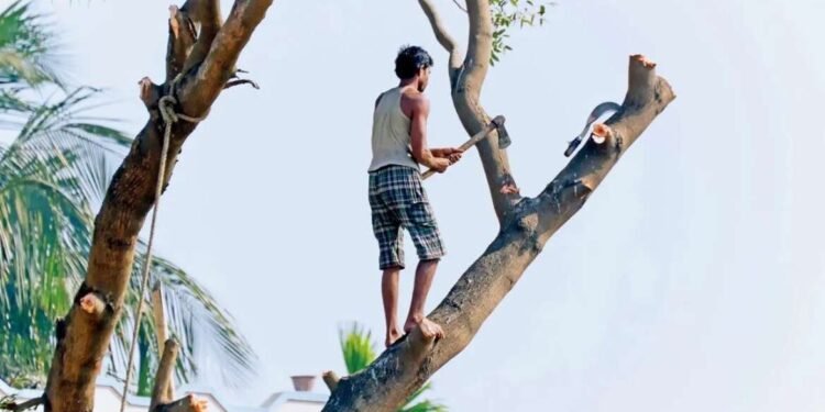 होळीसाठी झाडे तोडल्यास एक लाखाचा दंड