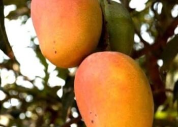 सोलापुरात यंदा केशर आंबा तीन टप्प्यांमध्ये बाजारात उपलब्ध होणार