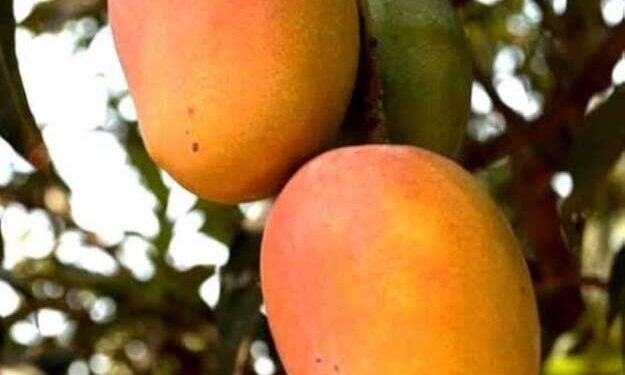 सोलापुरात यंदा केशर आंबा तीन टप्प्यांमध्ये बाजारात उपलब्ध होणार