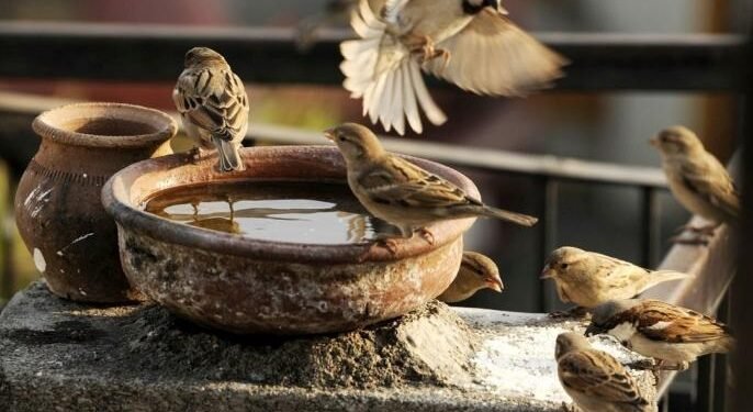 सोलापुरात भावी अभियंत्यांनी साकारली चिमण्यांसाठी शेकडो घरटी