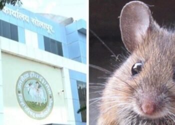 सोलापूर झेडपीच्या कार्यकारी अभियंत्याला म्हणे चावला उंदीर….