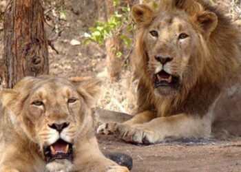 अखेर सिंहाच्या जोडीसाठी नवीन नावांचा प्रस्ताव