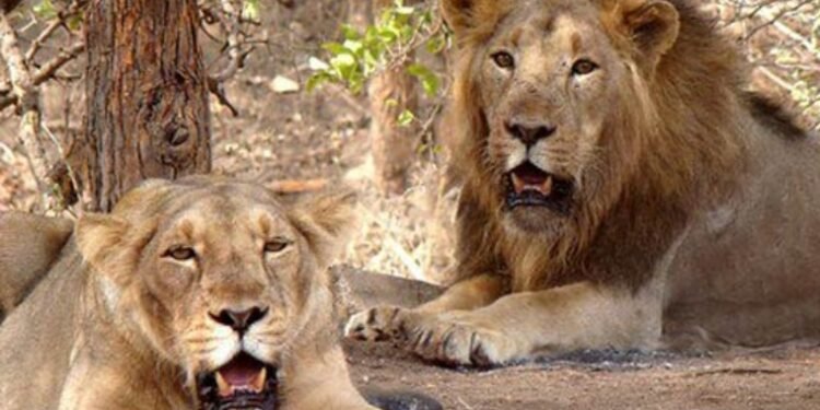 अखेर सिंहाच्या जोडीसाठी नवीन नावांचा प्रस्ताव