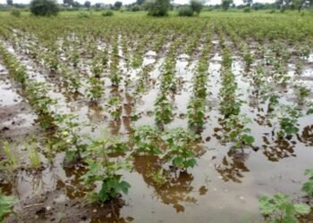 पंढरपूर तालुक्यात अवकाळी पावसाने शेतकऱ्यांचे मोठे नुकसान