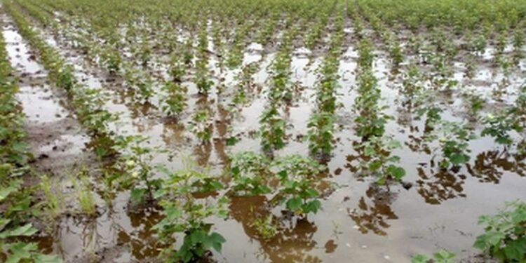 पंढरपूर तालुक्यात अवकाळी पावसाने शेतकऱ्यांचे मोठे नुकसान