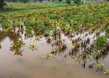 सोलापूर जिल्ह्यातील १३४८ हेक्टरला अवकाळीचा तडाखा