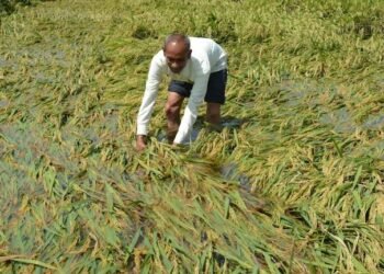 पुणे – तीन दिवसांत तब्बल साडेसात हजार हेक्टरवर पिकांचे नुकसान