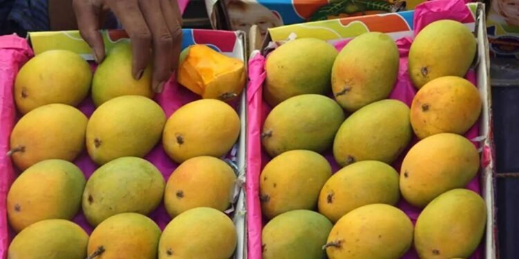 हापूस आंब्याचे डझनामागे ३०० ते ५०० रुपयांनी उतरले