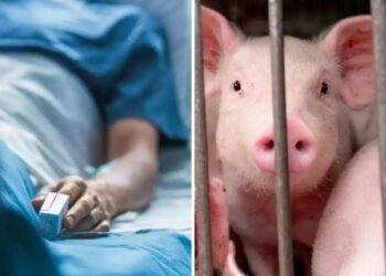 राज्यावर स्वाइन फ्लूच संकट! जाणून घ्या लक्षणे आणि उपाय योजना