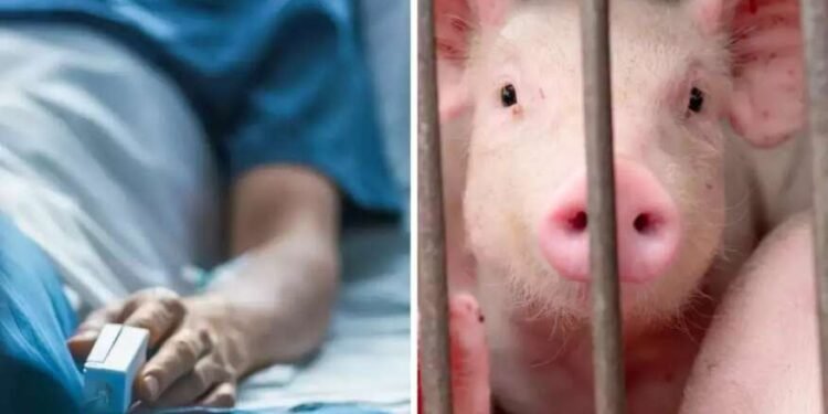 राज्यावर स्वाइन फ्लूच संकट! जाणून घ्या लक्षणे आणि उपाय योजना