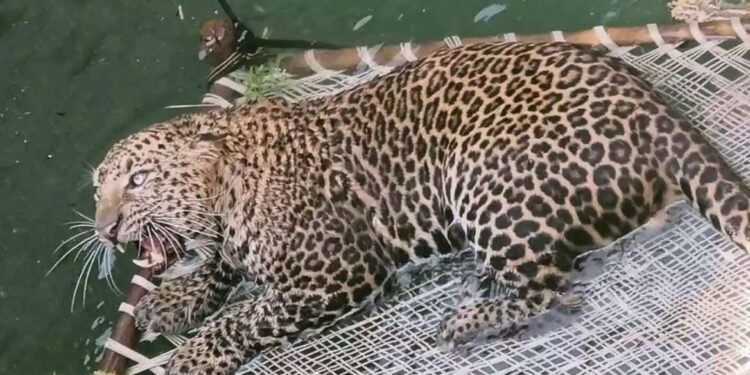 विहिरीत पडलेल्या बिबट्याची वनविभागाच्या कर्मचाऱ्यांनी केली सुटका