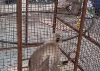 लोहा शहरात वानराचा हैदोस ; चावा घेणाऱ्या वानराला वनविभागाने पिंजरे लावून पकडले.