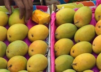 वाढती गरमी आणि उष्ण हवामानाचा हापूस आंब्यालाही फटका