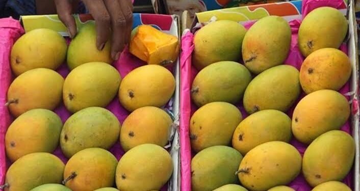 वाढती गरमी आणि उष्ण हवामानाचा हापूस आंब्यालाही फटका