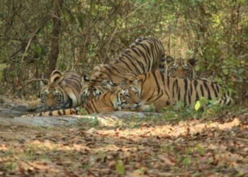 कान्हा नॅशनल पार्कमध्ये पर्यटकांना 14 वाघ एकत्र दिसले, पर्यटक झाले रोमांचित..