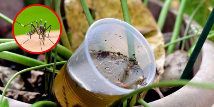 साठवलेल्या पाण्यात होते डेंग्यू पसरविणाऱ्या डासांची उत्पत्ती