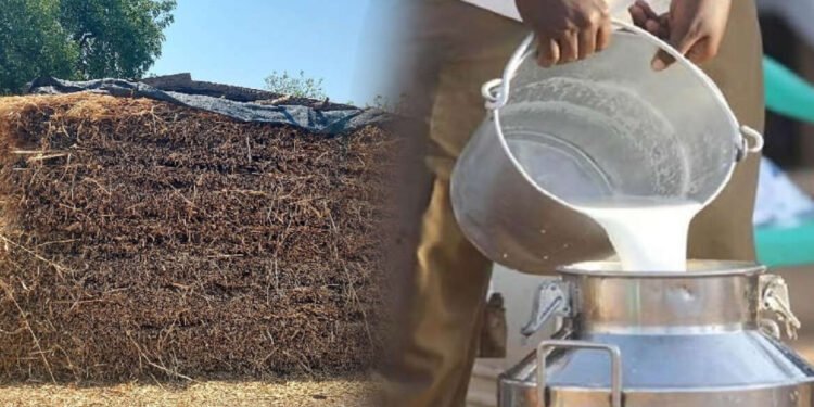 दुधाचे दर कोसळलेले, चाऱ्याचे दर गगनाला