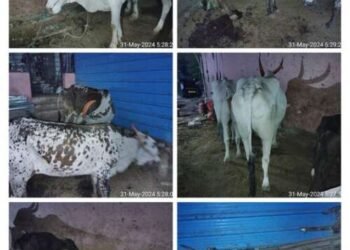 पुण्यश्लोक राजमाता अहिल्यादेवी होळकर यांच्या जयंतीदिनी उमरगा येथे कत्तलखाण्यावरील 4 देशी गाईंना व 5 रेड्यांना कत्तलीपासून वाचविण्यात यश.