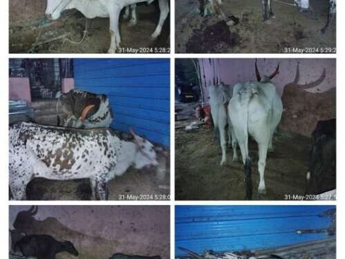 पुण्यश्लोक राजमाता अहिल्यादेवी होळकर यांच्या जयंतीदिनी उमरगा येथे कत्तलखाण्यावरील 4 देशी गाईंना व 5 रेड्यांना कत्तलीपासून वाचविण्यात यश.