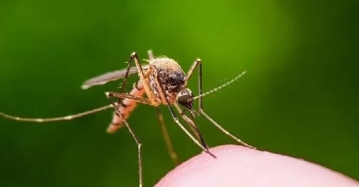केरळमध्ये वेस्ट नाईल तापाबाबत अलर्ट जारी