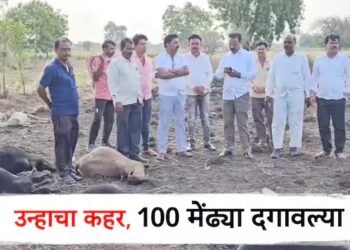 जळगावमध्ये उन्हाचा कहर; 100 मेंढ्या दगावल्या… मेंढपाळ कुटुंबीयांना मदत करण्याचे आवाहन