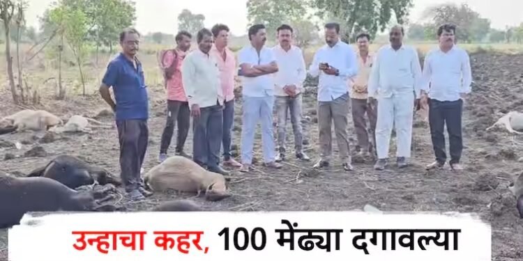 जळगावमध्ये उन्हाचा कहर; 100 मेंढ्या दगावल्या… मेंढपाळ कुटुंबीयांना मदत करण्याचे आवाहन