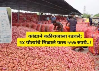 सोलापूरात एका शेतकऱ्याला एका एकरातील कांदा विकून फक्त ५५७ रुपये हाती