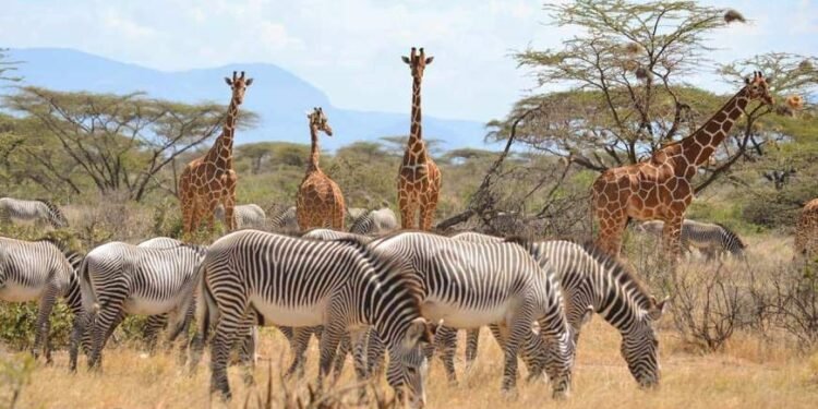 अमरावती : वन्य प्राण्यांची पाण्यासाठी भटकंती